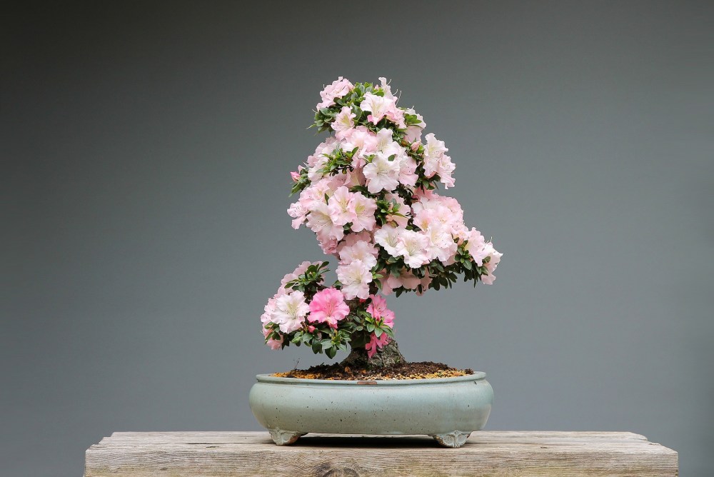 giappone bonsai